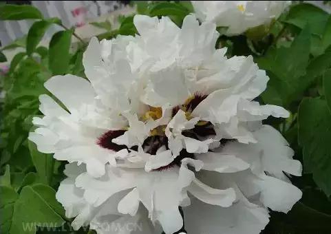 8.8发财日的祝福,8月18日发财日早安祝福图片