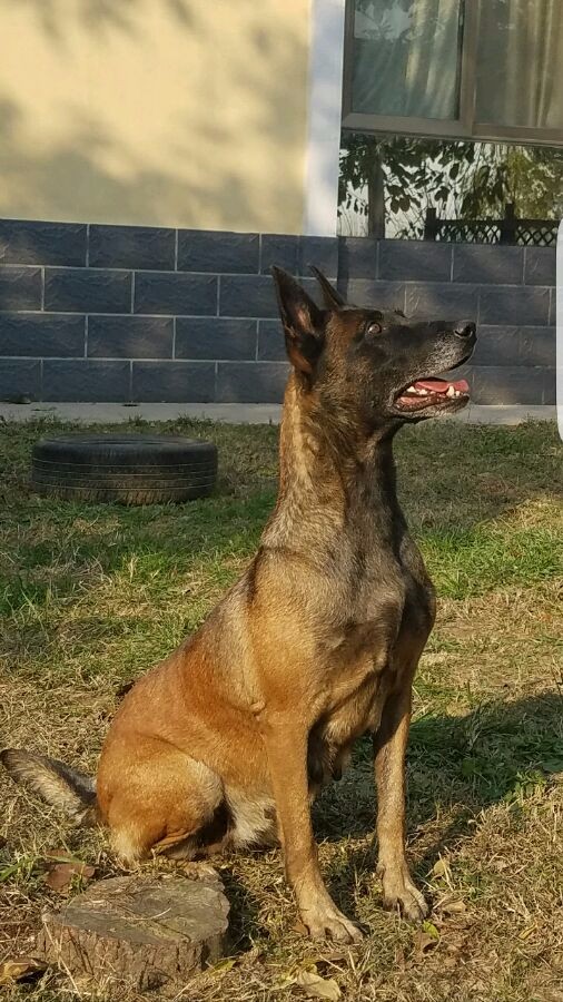 马犬多久长大脾气稳定,马犬的警觉性