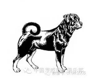 罗威纳FCI脾气标准,纯种罗威纳犬的智商排名