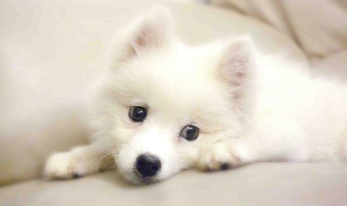 日本狐狸犬到底有什么魅力？媲美北极狐！