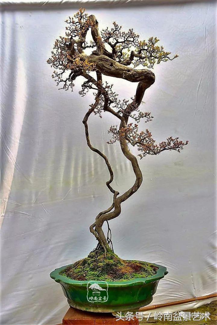 正宗雀梅王老桩盆景,苏州400多年雀梅王盆景