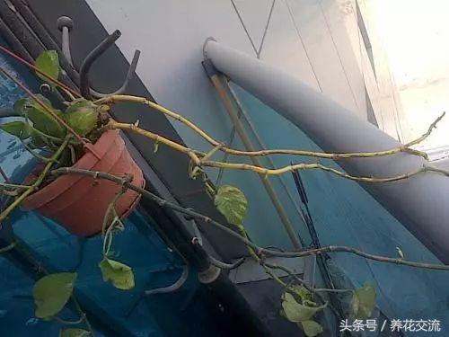 绿萝水培到土培注意事项,水培绿萝的十大禁忌