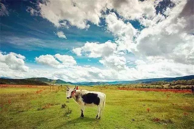 云南方言大全有哪些,云南十大最难懂方言