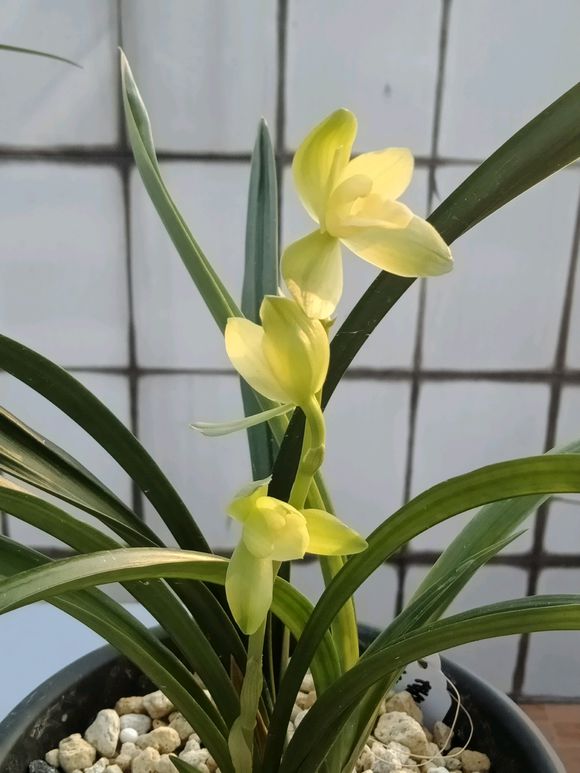 兰花防烂根最好方法,冬季兰花烂根处理后怎么上盆养护