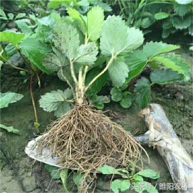 怎样种草莓成活率高,种草莓死苗怎么回事