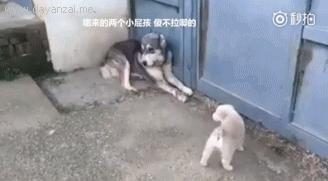 如果有人挑战你的权威,如果有人当众挑战你的底线