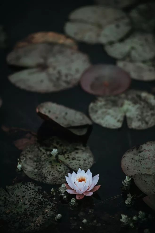 处暑节气绘画,处暑不出头割谷喂老牛什么意思