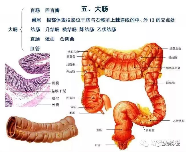 解剖学顺口溜记忆法音频,循环消化呼吸知识点