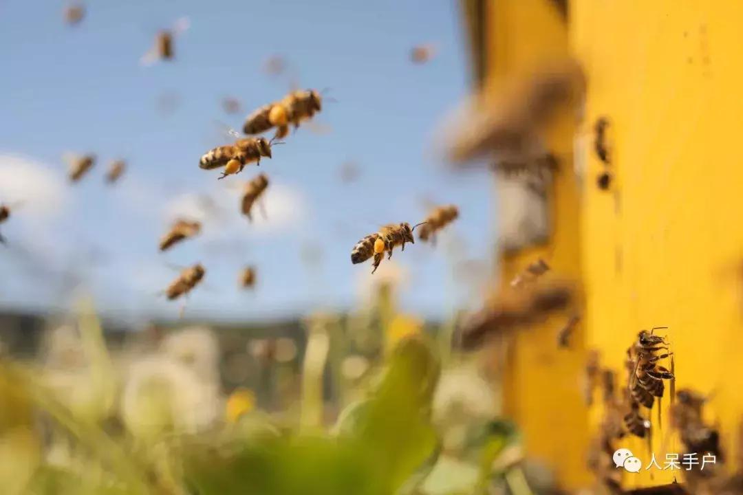 美味可口的蜂蜜竟是吐出来的,美味可口的蜂蜜竟然是吐出来的