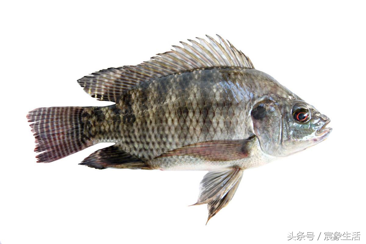淡水鱼品种识别,溪流台钓常见鱼种