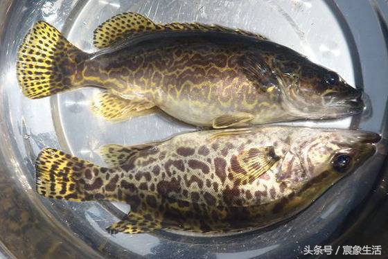 淡水鱼品种识别,溪流台钓常见鱼种