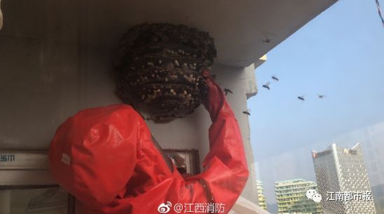 江西人注意！近期看到这种东西赶紧躲开！别靠近！严重或致死