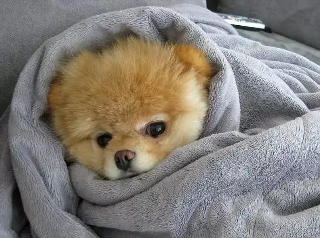 狗狗拉不出便便怎么办,狗狗总是吃各种东西怎么办