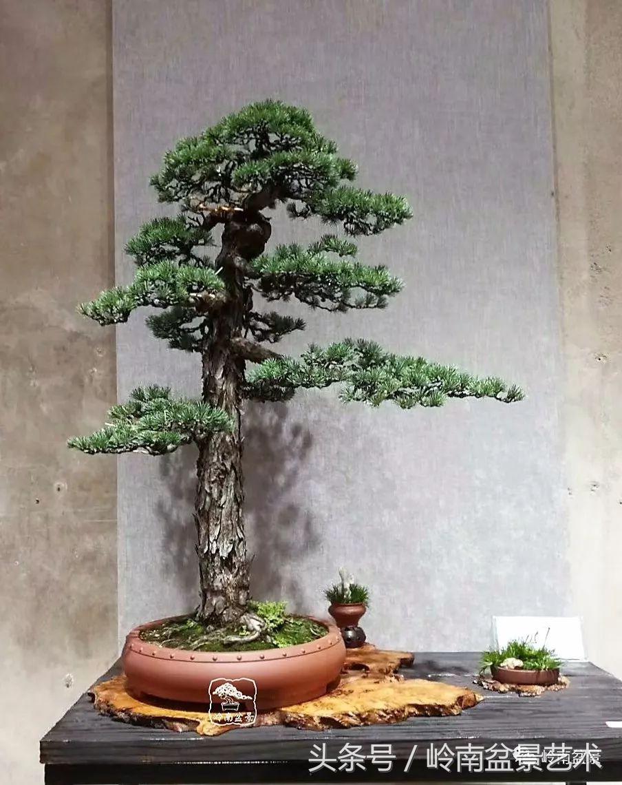 云中松——仰观天宇，俯察尘寰