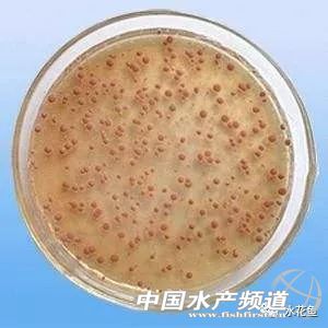 水产养殖中微生物制剂都有哪些,水产养殖微生物制剂十大品牌