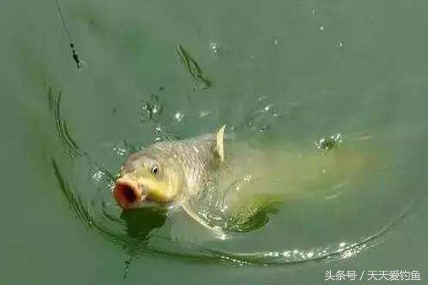 细线遛鲤鱼技巧,三个大招