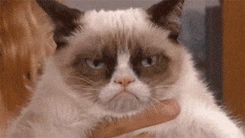 今天给你们看看那些闲得要命、富得流油的猫！