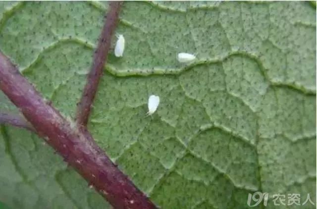 抗性小虫解决方案,高抗性害虫的最佳治疗方法