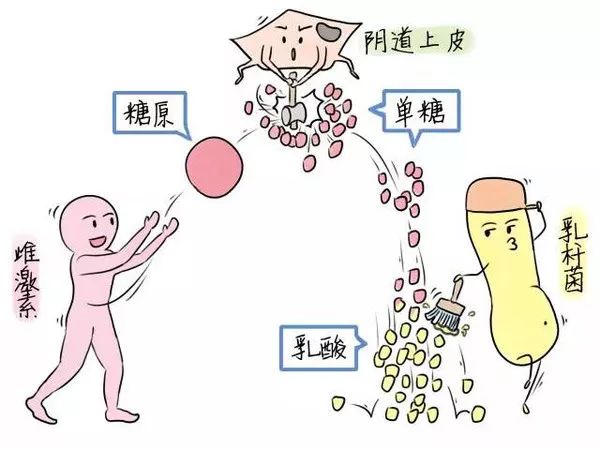 仙女们，你每天清洗*处私**还会痒？因为最好的细菌被洗没了