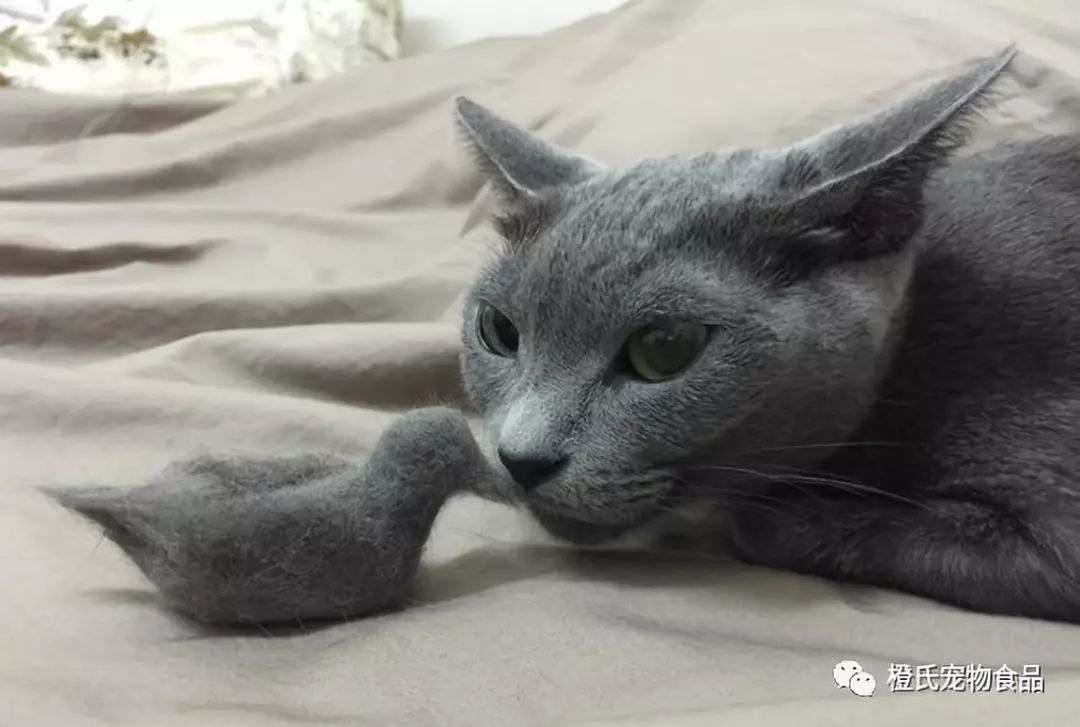 家里到处都是狗毛清理妙招,家里养猫狗毛怎么清理