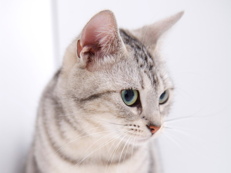 你所不知道的猫咪嗅觉小知识,你不知道的猫咪举止