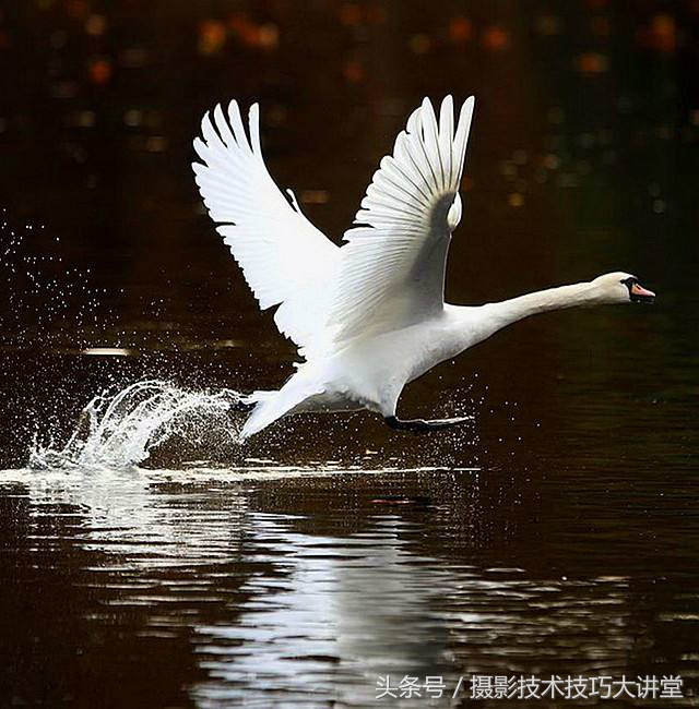 拍鸟的10个拍摄技巧,拍鸟摄影技巧和方法