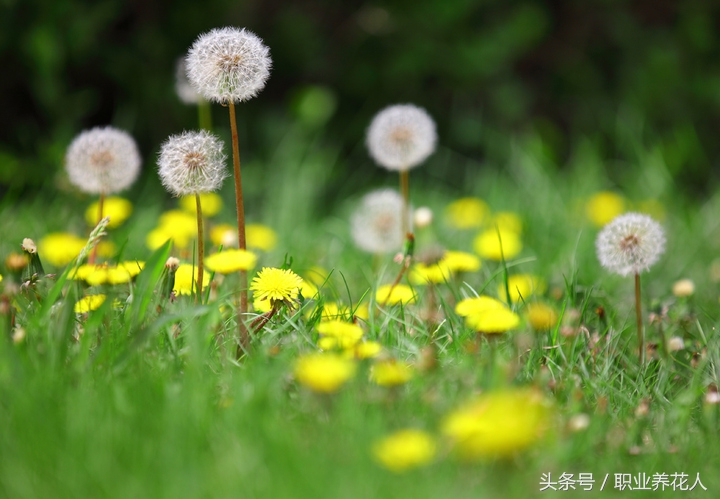 蒲公英什么颜色的花最好,蒲公英观赏花