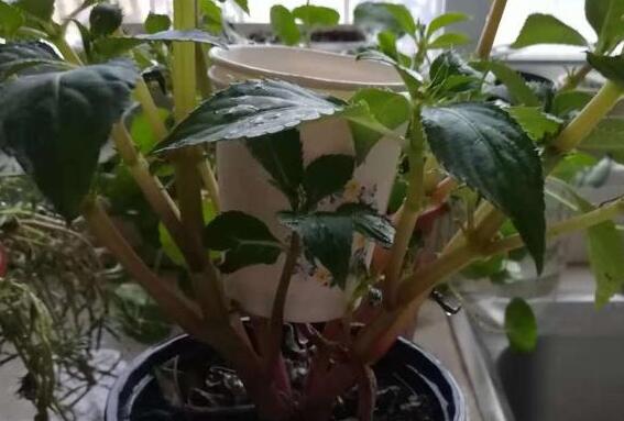 自制简单自动浇水装置，小学生都会做，休假就放心去浪吧！