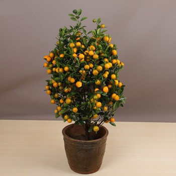 什么绿植招财寓意好,招财绿植风水讲究哪些