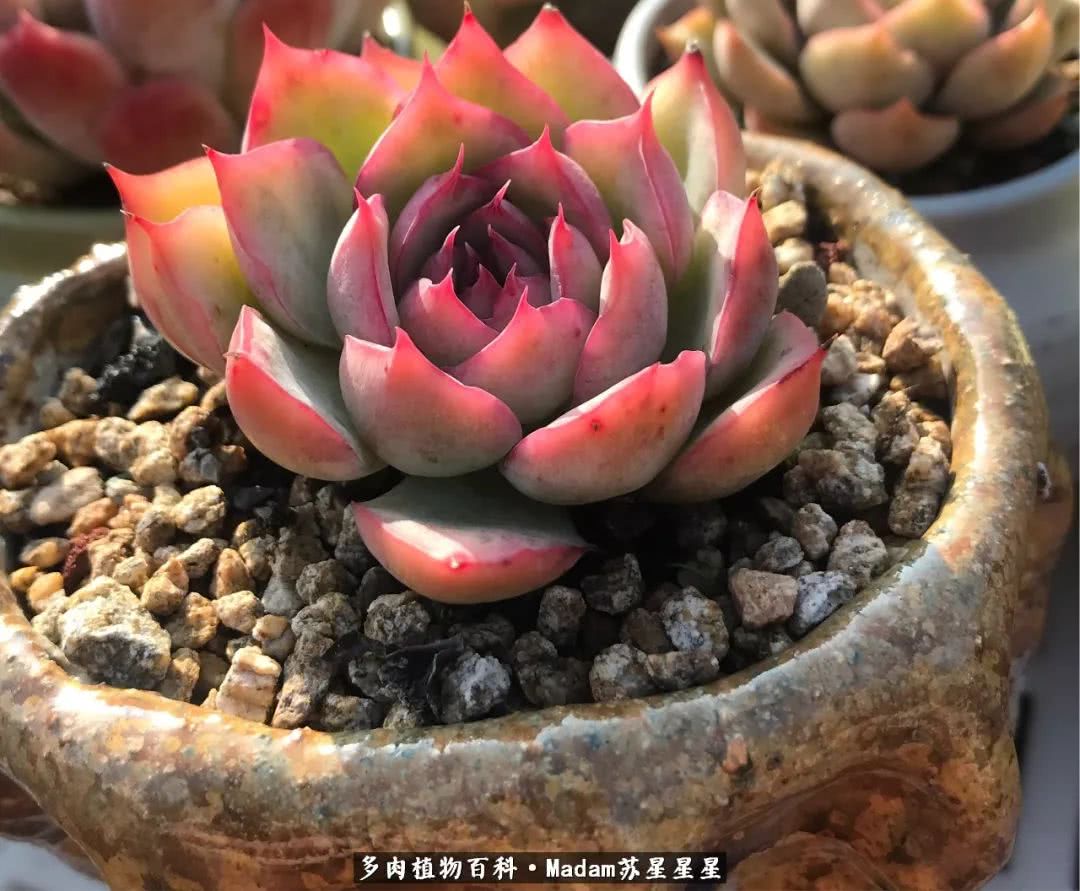 养多肉就是在不断折腾中寻找快乐,养多肉是我坚持做的最久的一件事