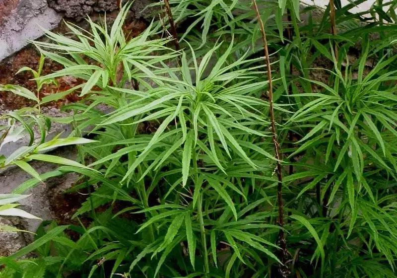 野菜功效,野菜功效介绍