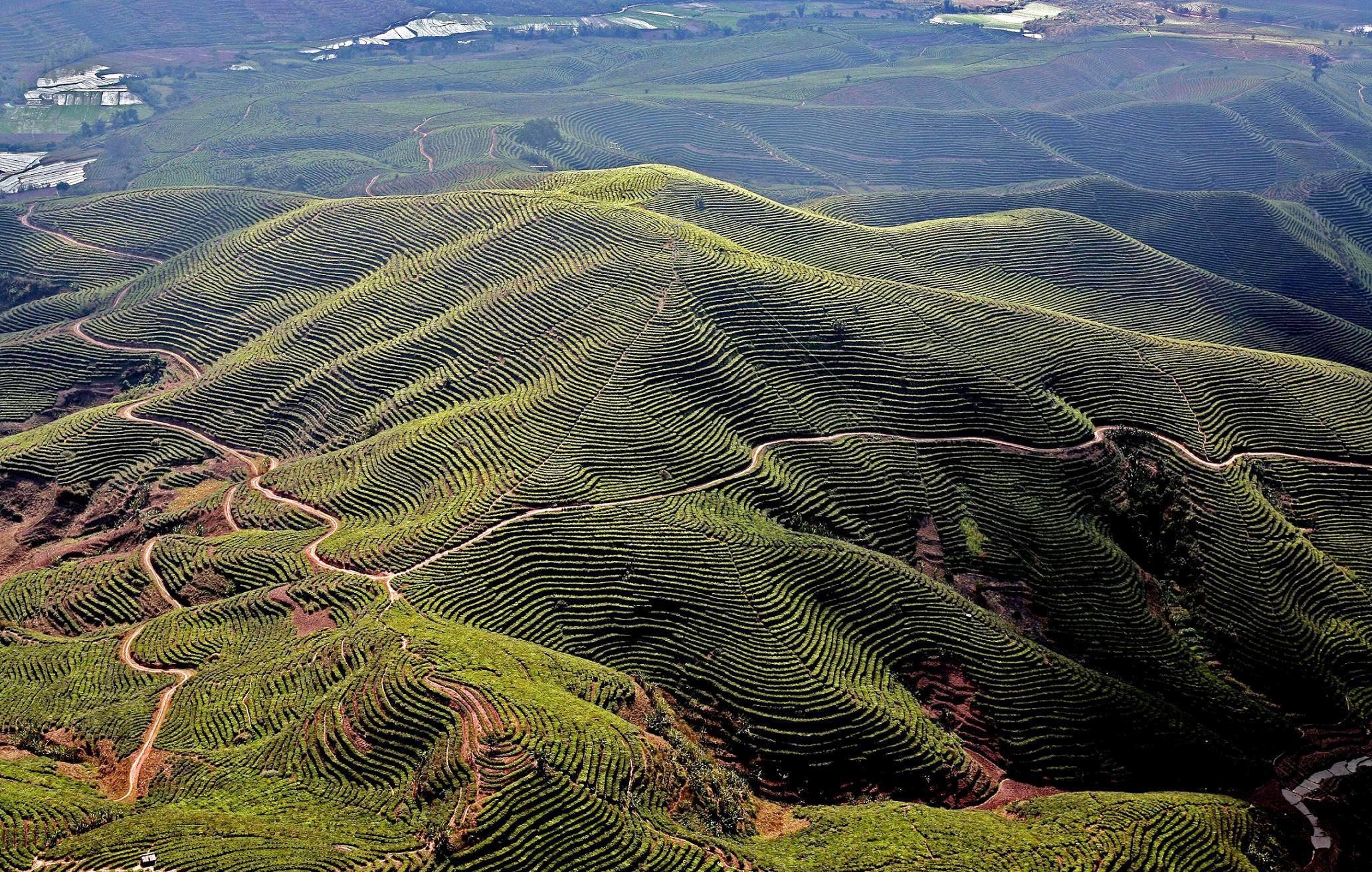 2003年易武落水洞野生古树茶生茶,2017云南云冠金易武古树茶价格表