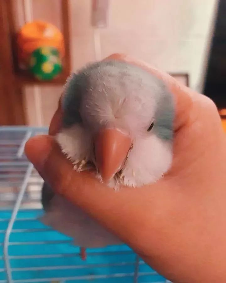 养鹦鹉少走30年弯路,新手养的鹦鹉各优缺点