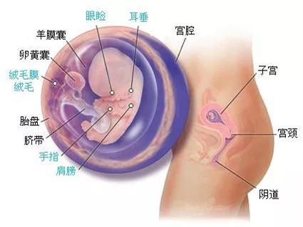 怀孕初期9周有哪些症状,怀孕第九个月的注意事项