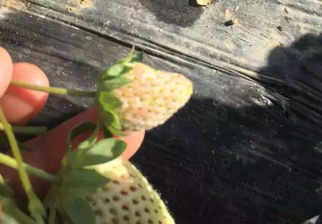 草莓冬季室内管理方法,草莓管理的正确方法