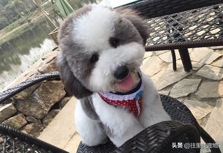 怎么区分泰迪和贵宾犬的区别呢,怎么分辨泰迪贵宾犬纯不纯