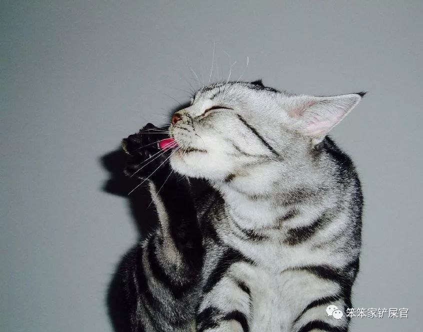 猫咪眼睛细菌感染的原因,猫咪身上有好多寄生虫不敢摸