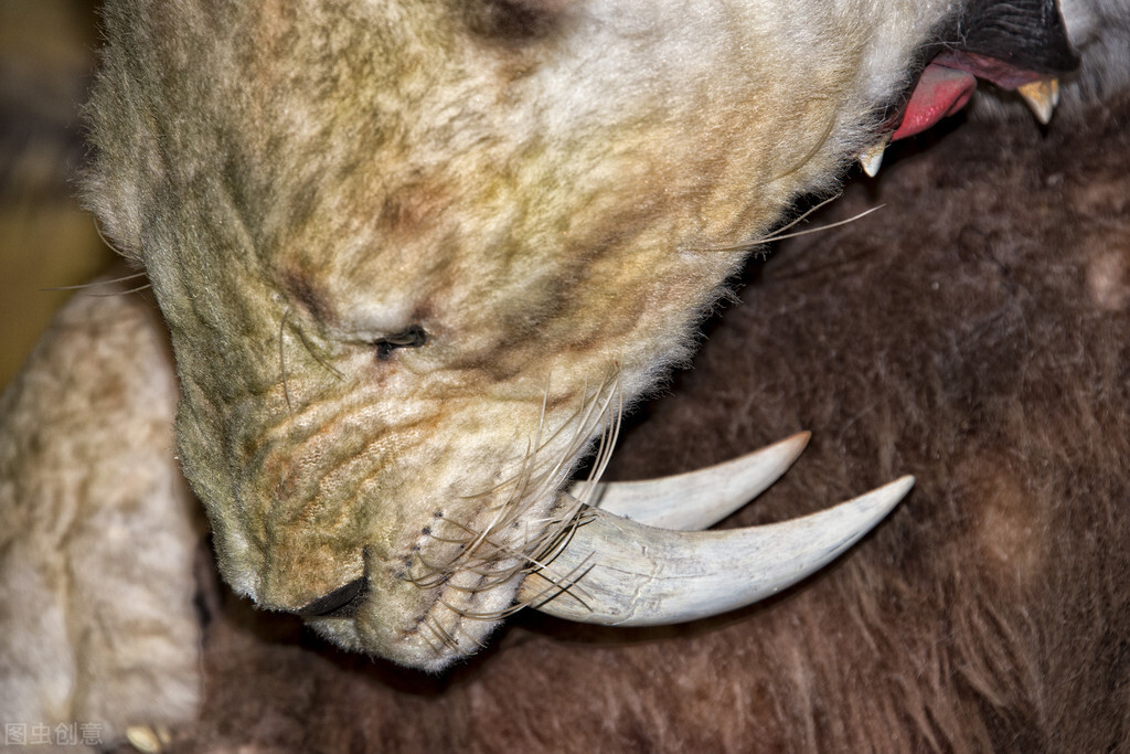 剑齿虎究竟是如何捕猎的,剑齿虎的长牙会影响进食吗