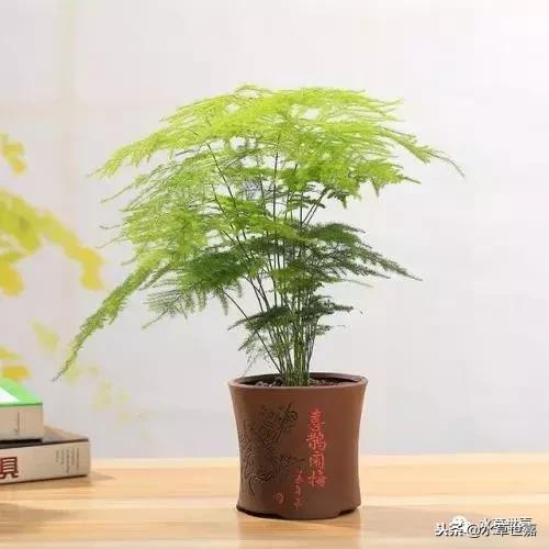 30cm水陆缸适合养什么,水陆缸植物前景中景后景搭配介绍