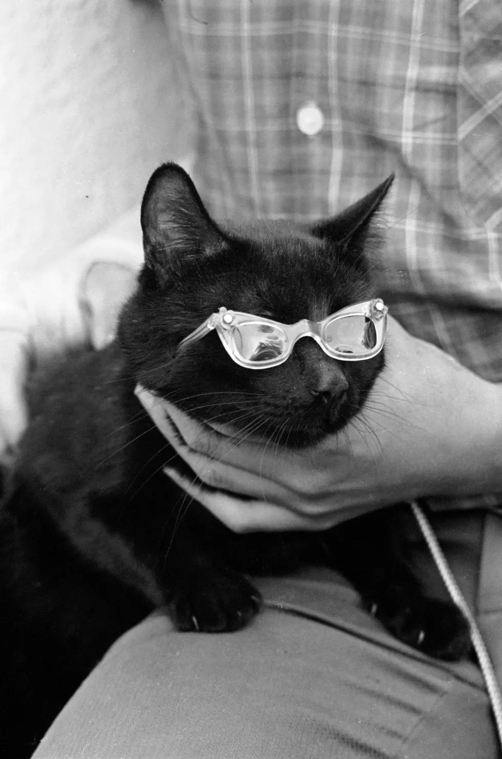 黑猫不吉利是谁说的,黑猫不吉利是真的吗