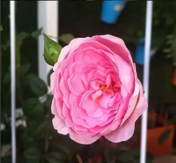 一万年一次的2020520；一起认识100种玫瑰~别送错啊