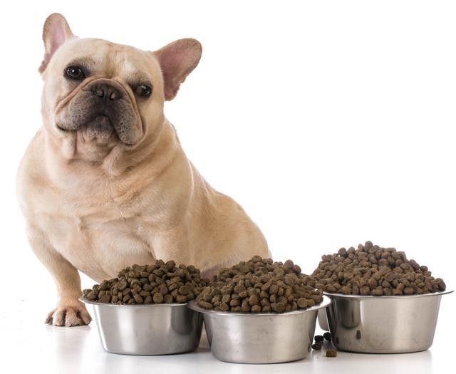 法国斗牛犬肠胃不好怎么办,法国斗牛犬不吃食怎么回事