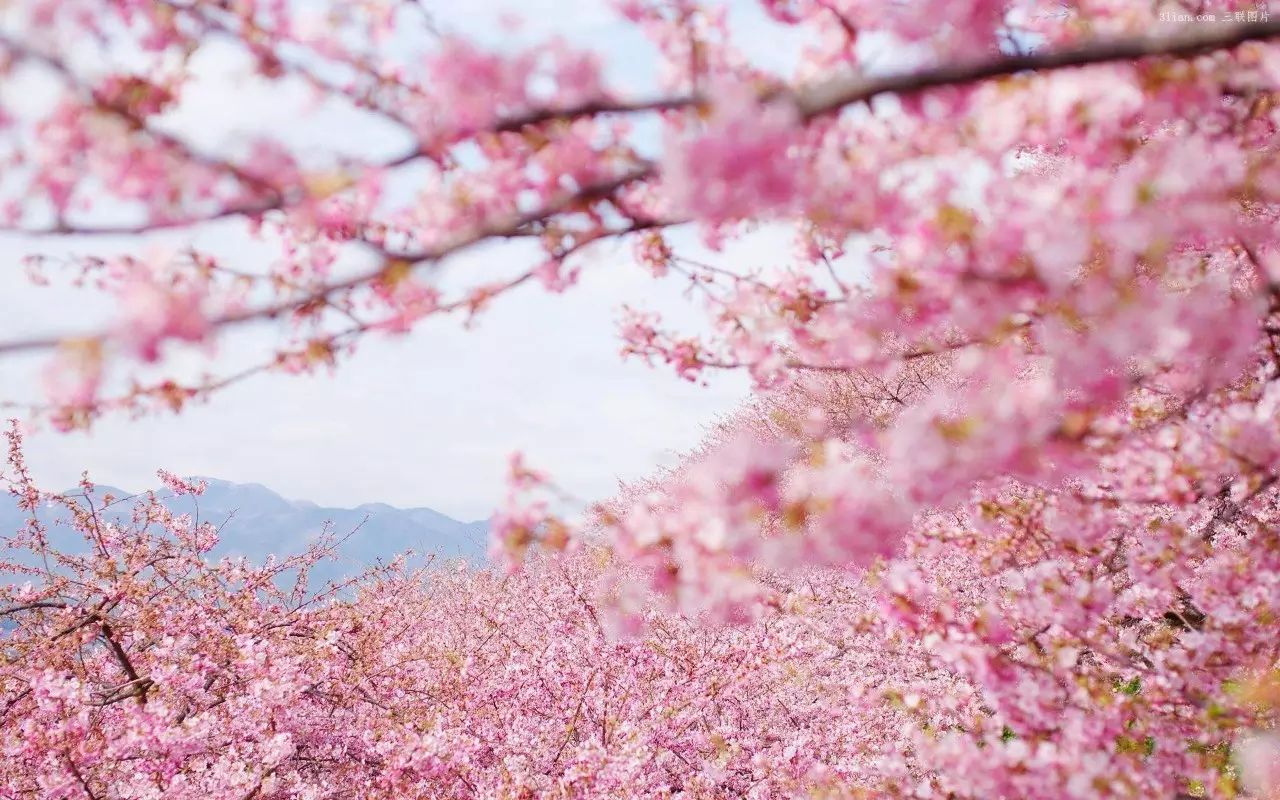马上就清明节放假了，来场“樱花宴”吧！