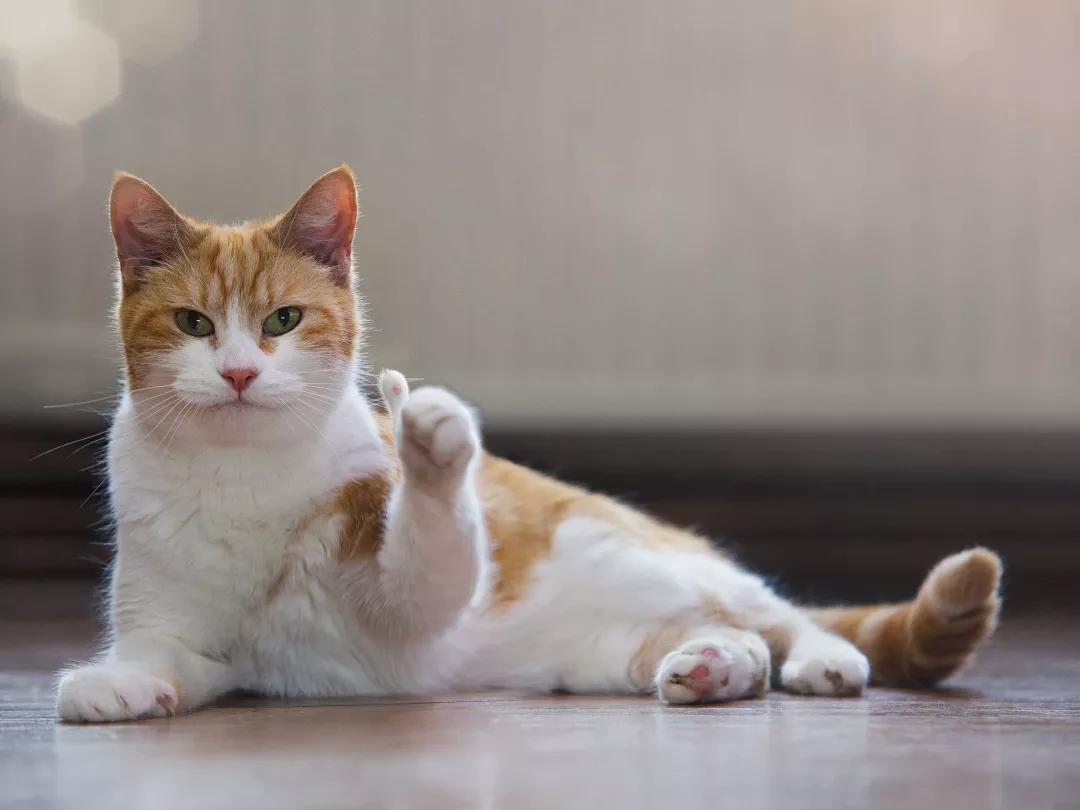 还敢在网上买东西吗,在网上买宠物猫靠谱吗