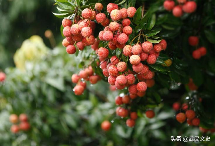 杨玉环为何独爱吃荔枝？如今科学揭开真相，难怪被李隆基宠爱16年