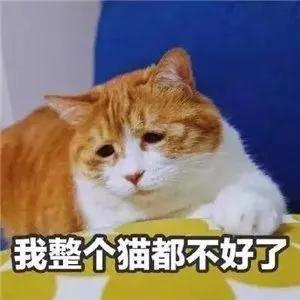 “煮了几天饭后，我在米缸里挖到了猫屎...”