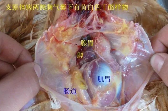 家禽常见疾病及检测方法书籍,家禽养殖疾病诊断