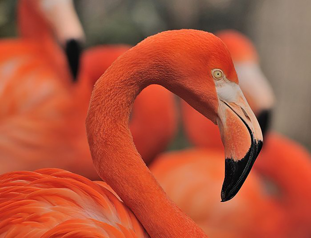 广东常见鸟类图谱图文,广东常见鸟类图谱