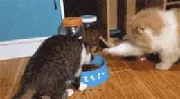 橘猫的7大优点养过的人都说好,自从养了猫才知道什么是爱