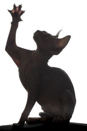 十种罕见的猫咪,常见的猫咪都有哪些品种